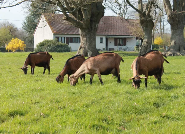 élevage de chevres à Vierzon près de Bourges dans le Cher 18