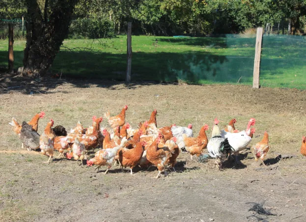 élevage de poules pondeuses à Vierzon près de Bourges dans le Cher 18