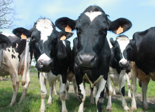 élevage de vaches laitière à Vierzon près de Bourges dans le Cher 18